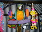 PERCHES