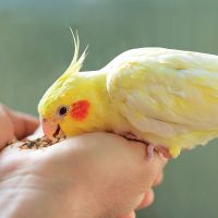 Small Bird