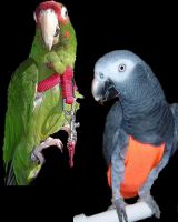 HARNESSES/FLIGHT SUITS
