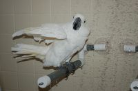 GROOMING AND BATHING