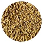1lb Napolean's Seed Mix - Top's Parrot Food