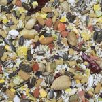 25lb Higgins Parrot Sunburst Gourmet Mix