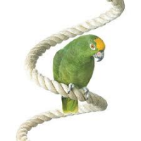 BOINGS & SWINGS