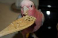 COOKABLE BIRD FOODS