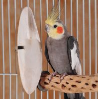 CUTTLEBONE & CALCIUM