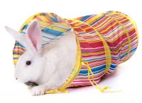 Rabbit