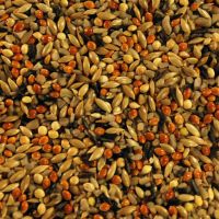 Finch Food