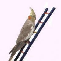 BIRD LADDERS