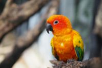 Parrot / Conure