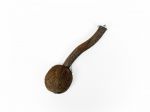  Coconut Cup with Perch Small  Polly's