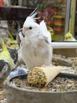 Parrot Cone