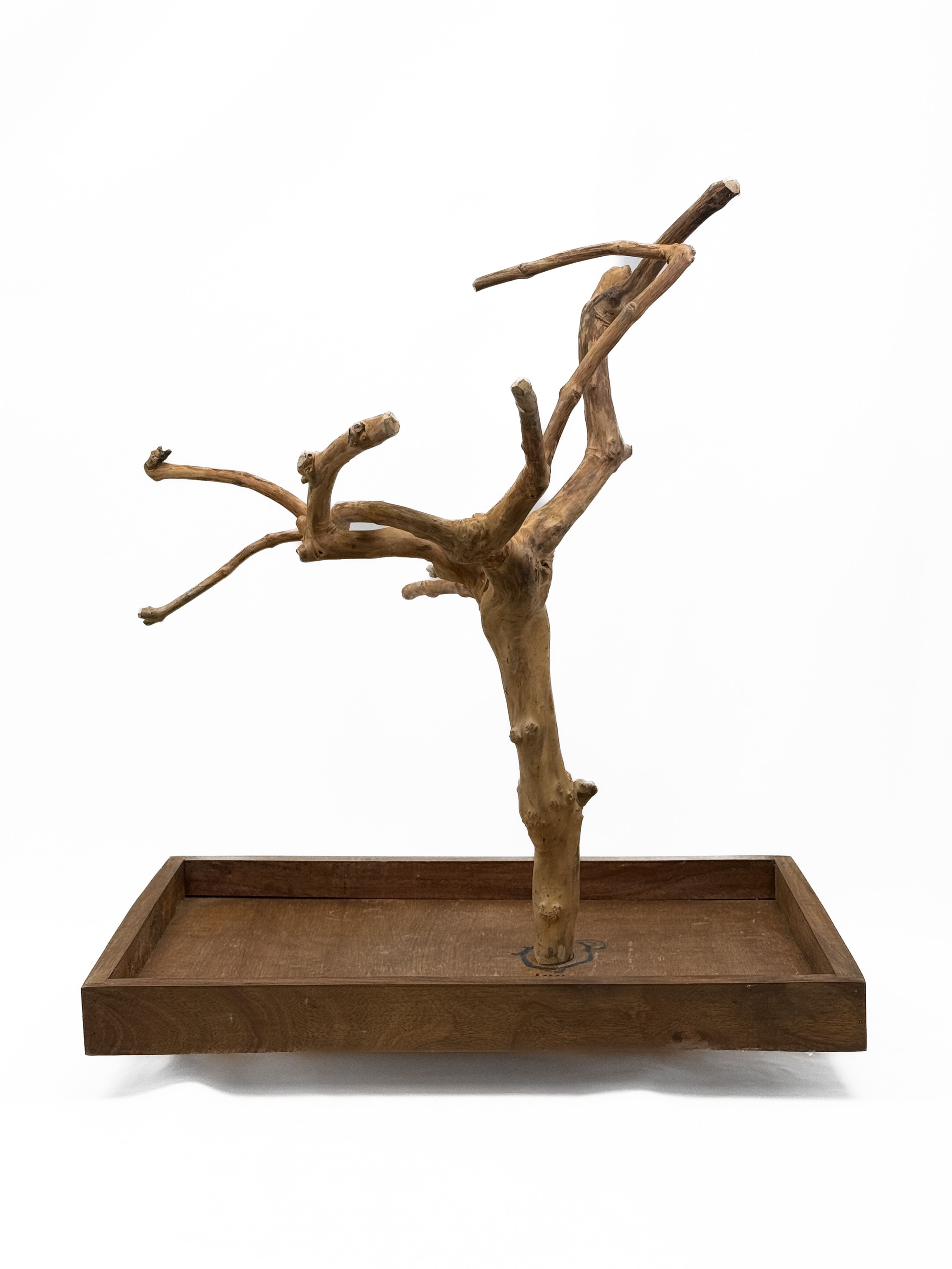  Tabletop Java Tree Activity Play Stand