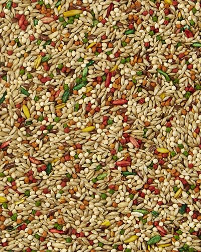 4lb Parakeet Forti Diet Pro Health - Kaytee