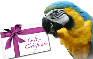 Gift Certificate