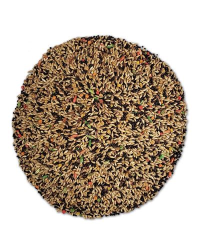 Vita Canary Bulk-Sun Seed 